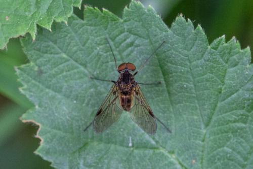 Chrysopilus cristatus